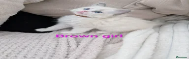 Ragdoll Kitten 3