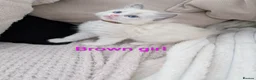 Ragdoll cats for sale: 3 beautiful Ragdoll kittens - Advert 4