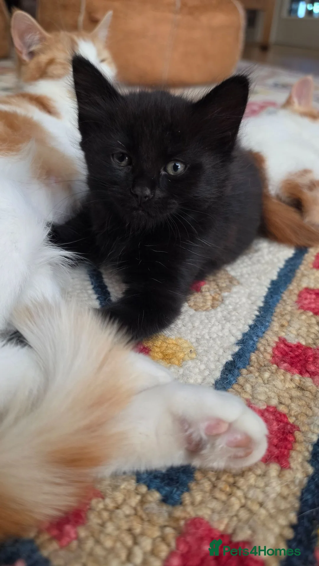 Mixed Breed cats for sale: 2 gorgeous kittens left!! - Advert 3