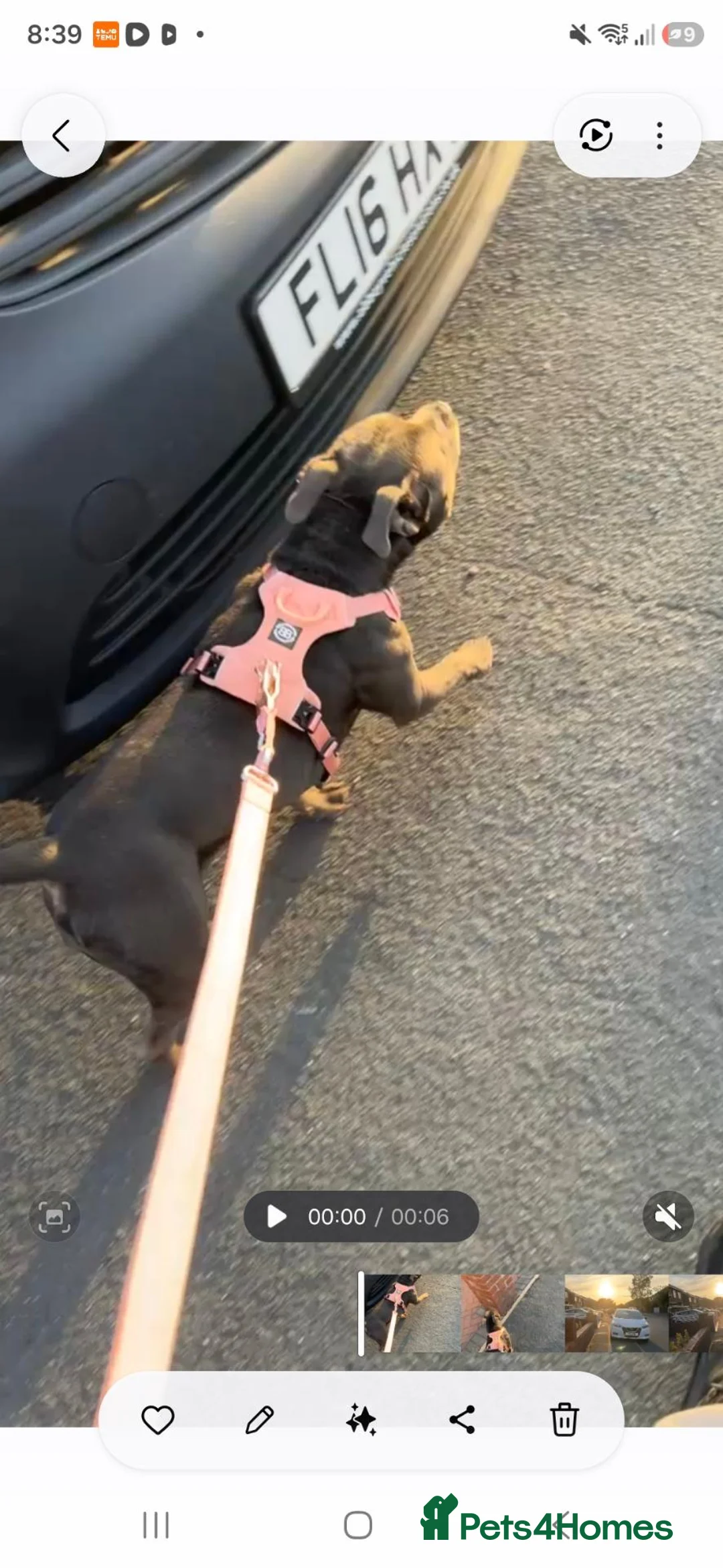 Staffordshire Bull Terrier dogs for sale: Female KC registered Blue Staff in Manchester - Advert 3