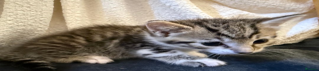Domestic Shorthair Kitten 3