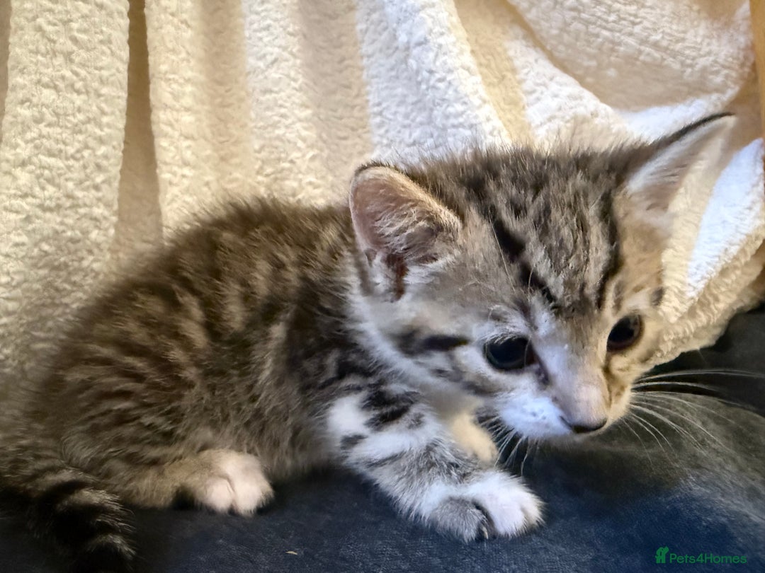 Domestic Shorthair cats for sale: 5 gorgeous kittens for sale - Image 13