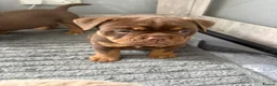 Olde English Bulldogge dogs for sale: 4 beautiful pups ready now  - Advert 7