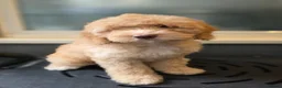 Australian Labradoodle dogs for sale: Gorgeous miniature labradoodle babies - Advert 2