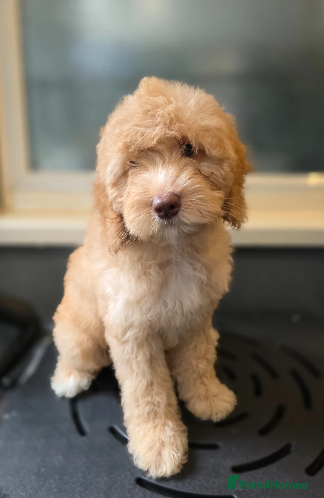 Australian Labradoodle dogs for sale: Gorgeous miniature labradoodle babies - Advert 2