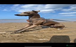 Italian Greyhound dogs for stud: Roman - Image 4