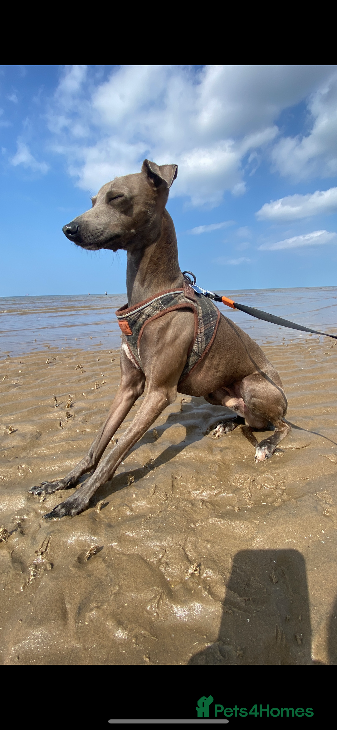 Italian Greyhound dogs for stud: Roman - Image 4