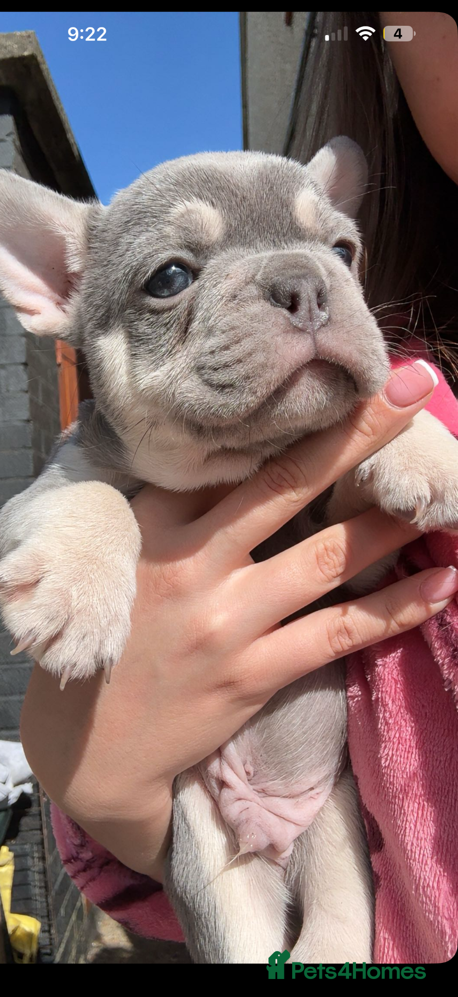 French Bulldog dogs French bulldogs  - Advert 5