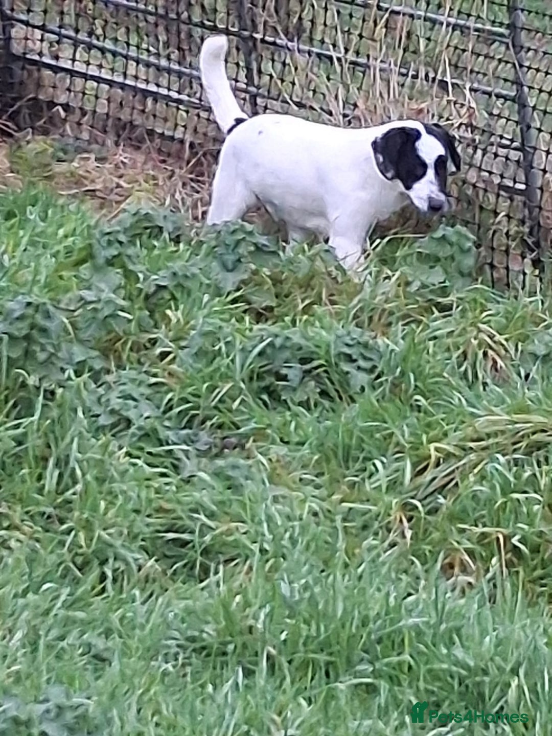 Mixed Breed dogs for sale: Border collie cross puppies  - Advert 2