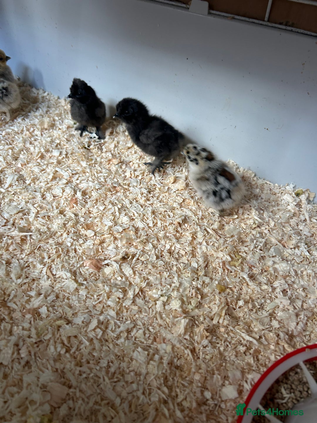 Chickens poultry for sale: Day old bantam silkie chicks  - Image 3