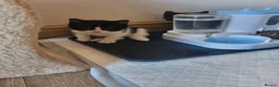 British Shorthair cats for sale: Adorable British Shorthair Cross Kittens - Advert 5