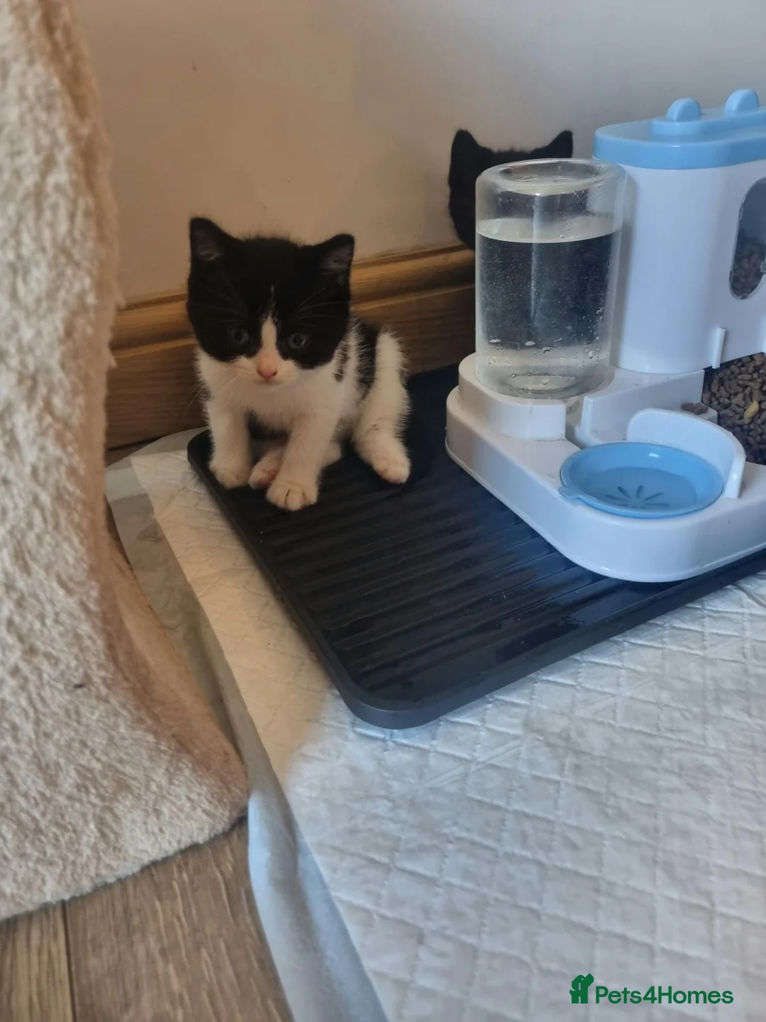 British Shorthair cats for sale: Adorable British Shorthair Cross Kittens - Advert 5