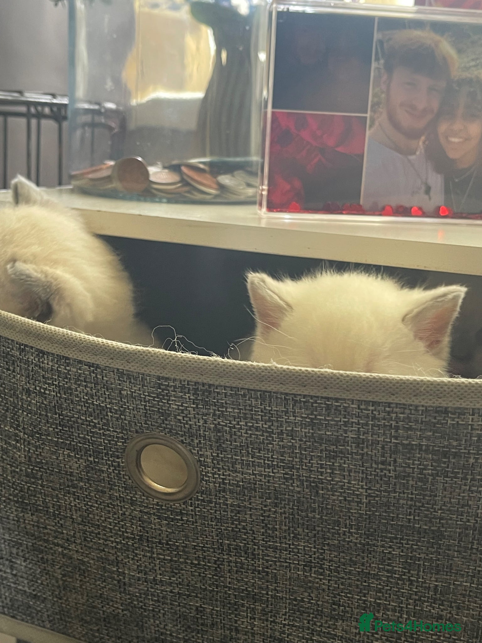 British Shorthair cats for sale: GCCF BSH Blue Colourpoint Kittens Rare - Advert 5