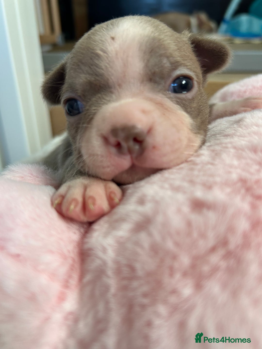 Boston Terrier dogs for sale: Stunning KC registered litter - Image 20