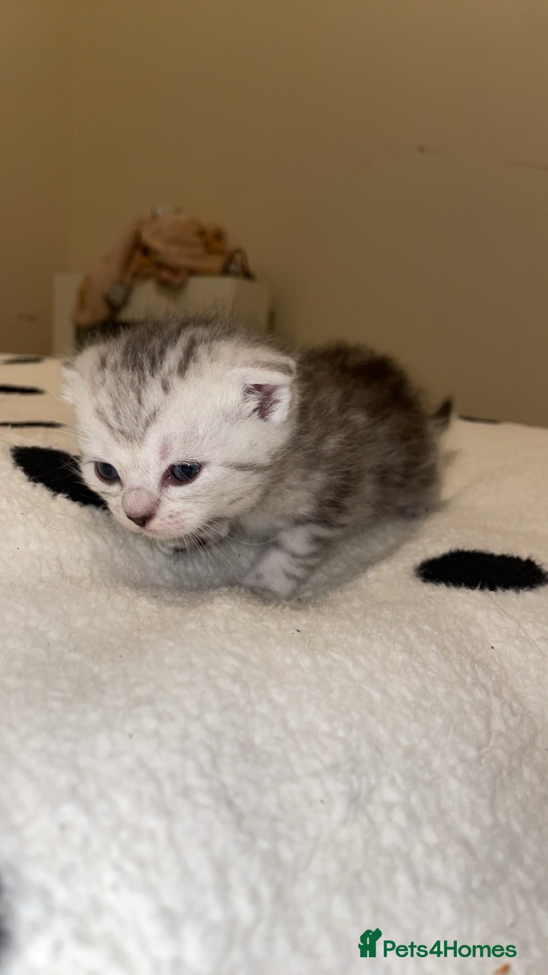 Mixed Breed cats for sale: Scottish fold kittens  - Advert 6