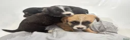 Mixed Breed dogs for sale: Jack Shih 3 lovely girls  in Llanelli - Advert 8