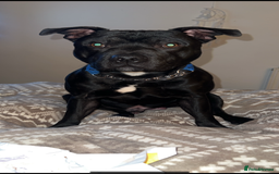 Staffordshire Bull Terrier dogs for sale: Blue the staffy - Image 3