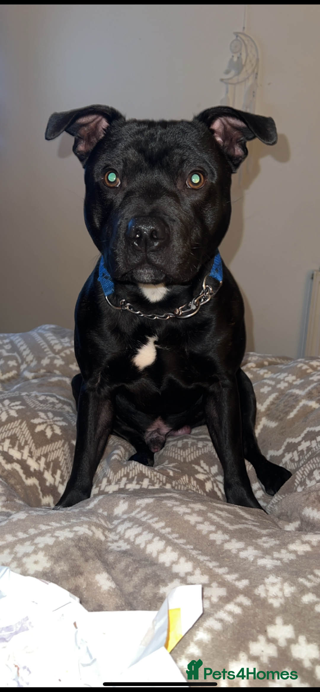Staffordshire Bull Terrier dogs for sale: Blue the staffy - Image 3