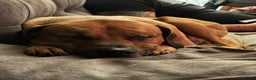 Rhodesian Ridgeback dogs for stud: Rhodesian Ridgeback - Advert 6