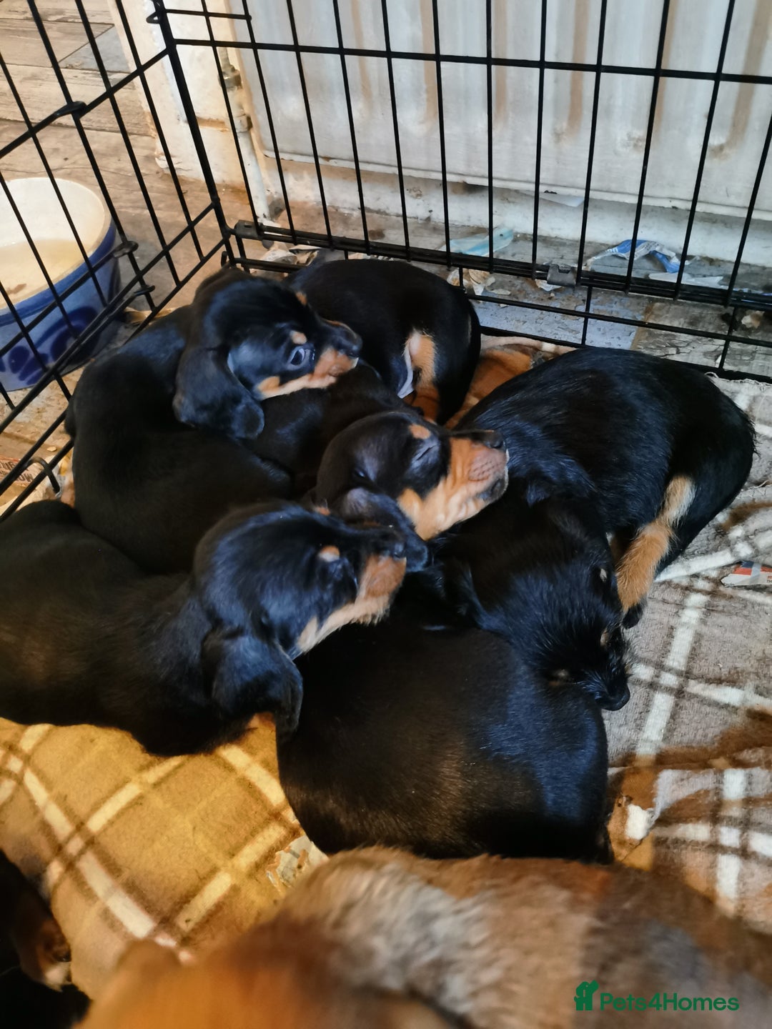 Mixed Breed dogs for sale: Adorable playful Cavachon x Dachshound pups - Advert 18