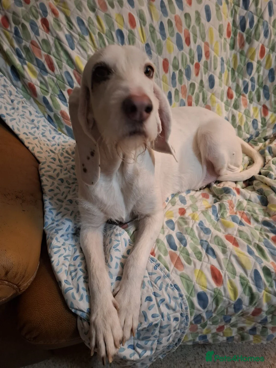 Mixed Breed dogs for adoption: Tuna - lovely Griffon available for adoption in Winchester - Advert 2