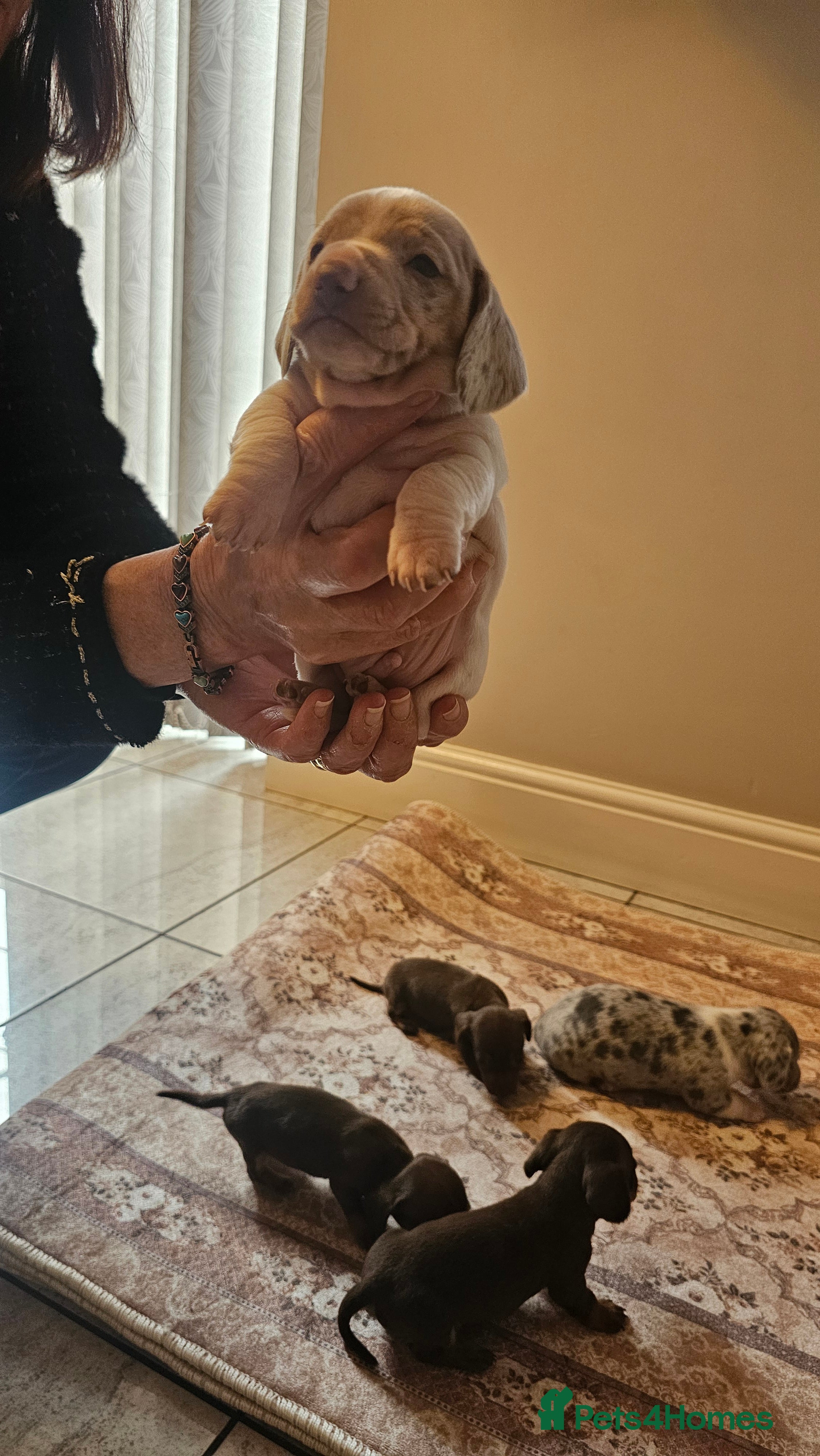 Dachshund dogs Miniature Dachshund Puppies. - Advert 17