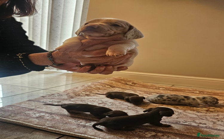 Dachshund dogs - Advert 2