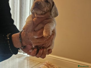 Dachshund dogs - Advert 9