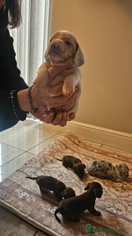 Dachshund dogs - Advert 2