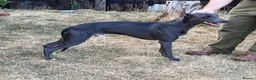 Whippet dogs for stud: Blue KC Whippet at Stud - Advert 3
