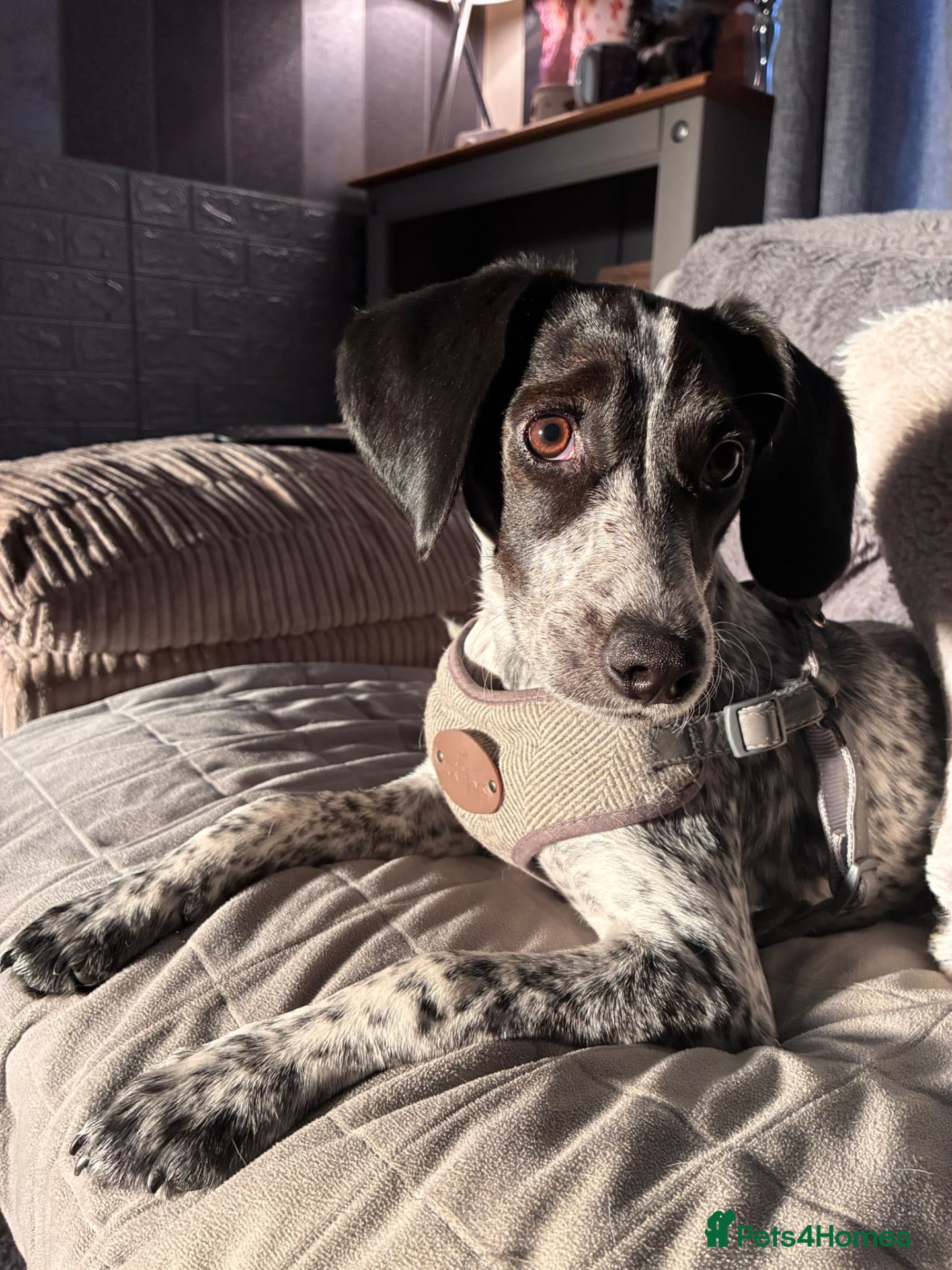 Mixed Breed dogs Gorgeous girl Nala - Advert 2