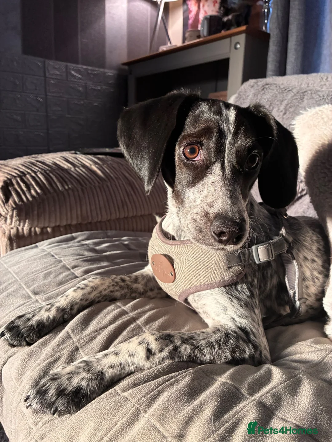 Mixed Breed dogs for sale: Gorgeous girl Nala in Rugby - Advert 2