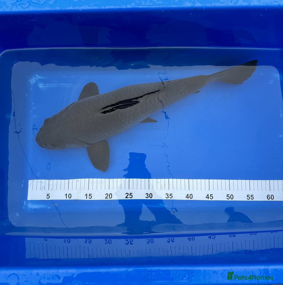 Koi Carp fish for sale: Pond Clearance - Image 3