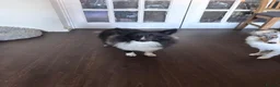 Shetland Sheepdog dogs for sale: Beautiful black bi girl  - Advert 4