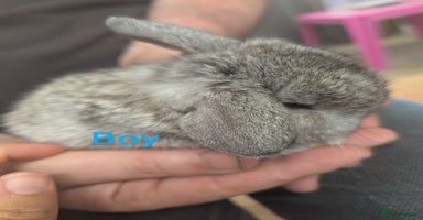 Mini Lop rabbits - Advert 6