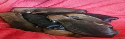 Miniature Pinscher dogs for sale: Adorable miniature pinscher puppies  - Advert 1