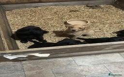 Labrador Retriever dogs for sale: Female Labrador puppies - Image 1