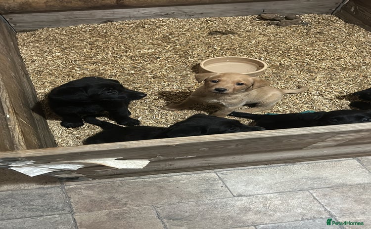 Labrador Retriever dogs - Advert 2