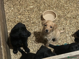 Labrador Retriever dogs - Advert 12