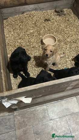 Labrador Retriever dogs - Advert 2