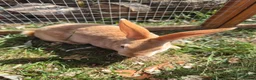 Rex rabbits for sale: Mini rex  - Advert 18