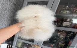 Pomeranian dogs for sale: Absolutely stunning optic white boys - Image 3