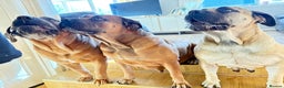 Boerboel dogs for sale: QUALITY NABBR REGISTERED PUPS!  - Advert 23