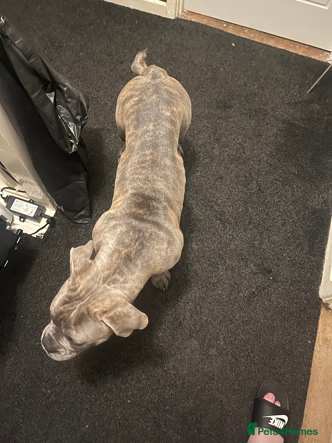 Dorset Olde Tyme Bulldogge dogs for sale: Olde thyme English bulldogge  in Middlesbrough - Image 11