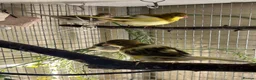 Canaries birds for sale: FIFE CANARY'S - Advert 4