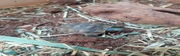 Tortoise reptiles for sale: Med spur thigh tortoises  - Advert 2