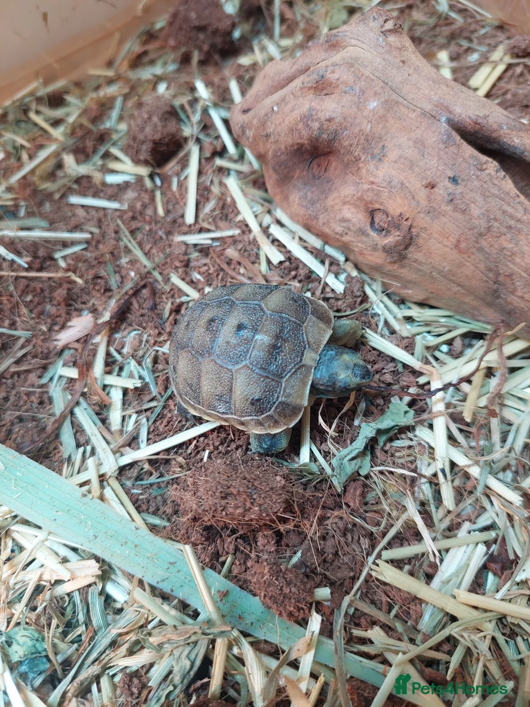 Tortoise reptiles for sale: Med spur thigh tortoises  - Advert 2