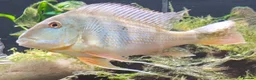 Cichlids fish for sale: Geophagus Altifrons FOC in Nottingham - Advert 1
