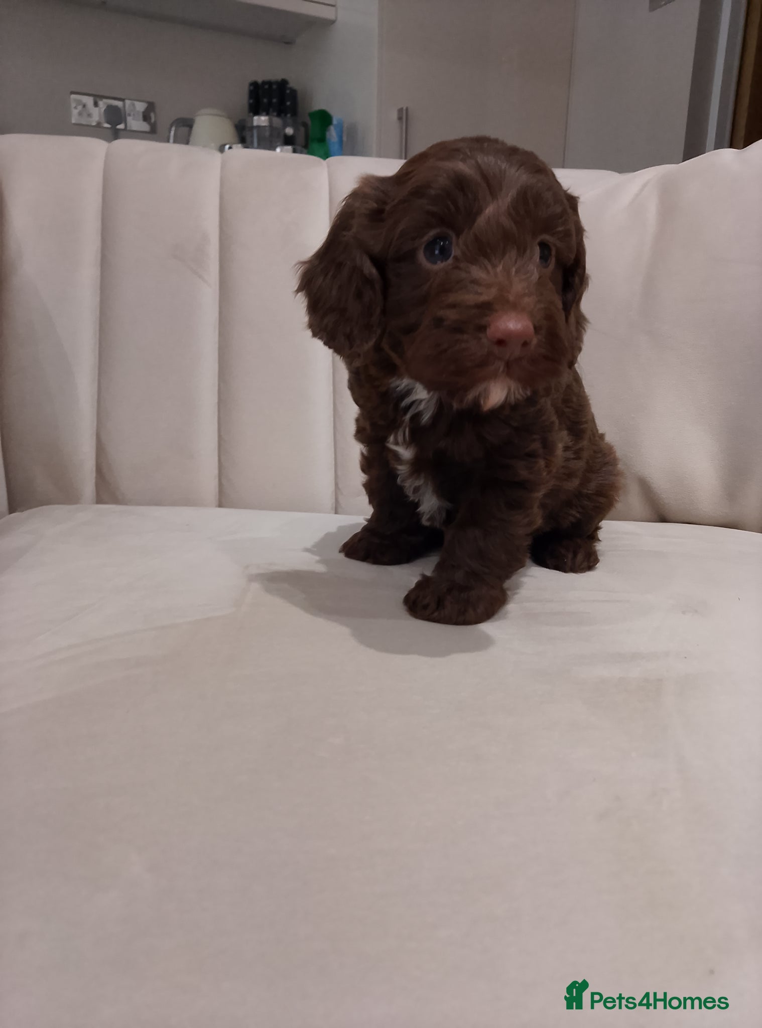 Cockapoo dogs F1 cockapoo p,a,r clear and health  check - Advert 18