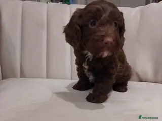 Cockapoo dogs F1 cockapoo p,a,r clear and health check - Advert 18